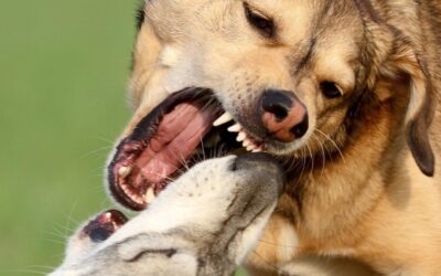 Hurting Each Other